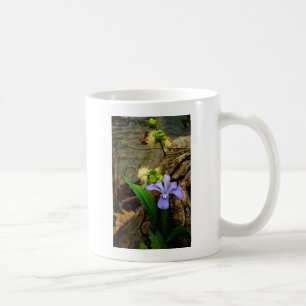 Zwergzwerg Iris lila weiße Blume Kaffeetasse