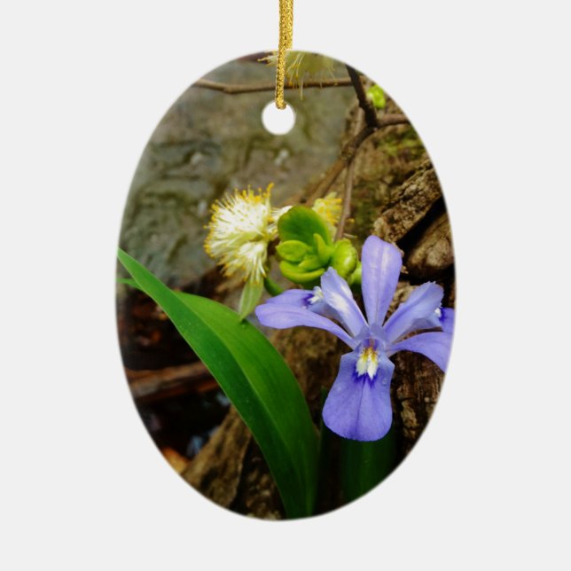 Zwergzwerg Iris lila weiße Blume Keramikornament (Vorne)
