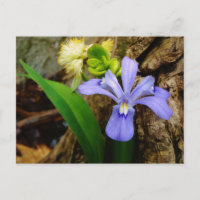 Zwergzwerg Iris lila weiße Blume