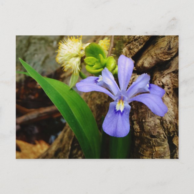 Zwergzwerg Iris lila weiße Blume Postkarte (Vorderseite)