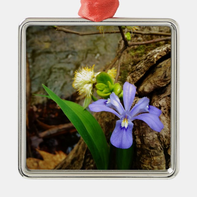 Zwergzwerg Iris lila weiße Blume Silbernes Ornament (Vorne)