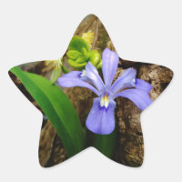 Zwergzwerg Iris lila weiße Blume