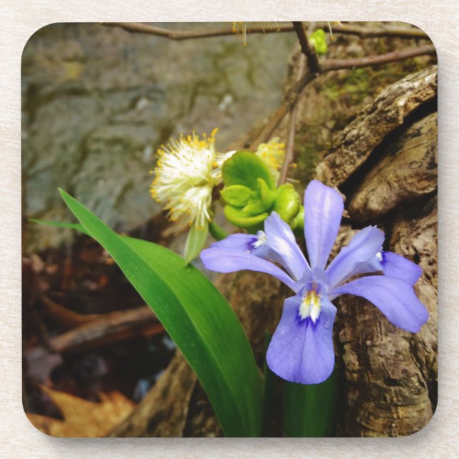 Zwergzwerg Iris lila weiße Blume Untersetzer (Vorderseite)