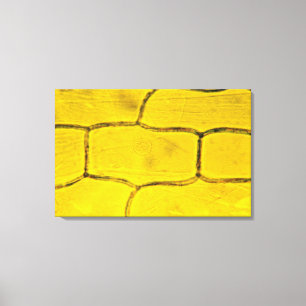 Zwiebel-Pflanzen-Zellen Leinwanddruck