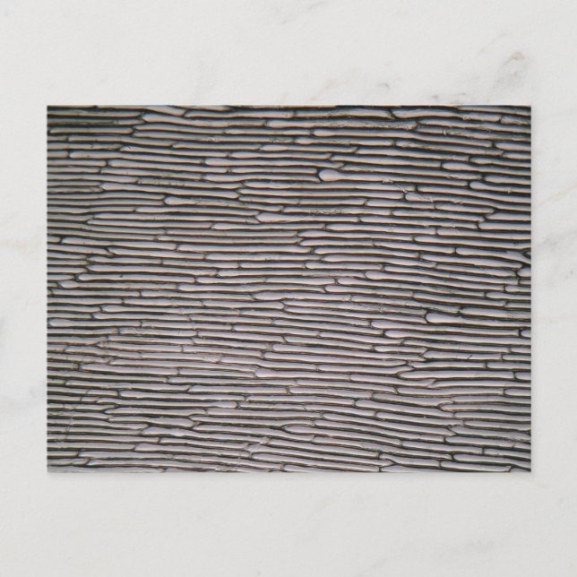 Zwiebelepidermis-Zellen im Shallot unter dem Mikro Postkarte (Vorderseite)