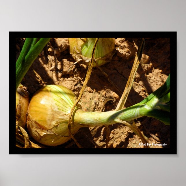 Zwiebeln bei der Ernte Poster (Vorne)