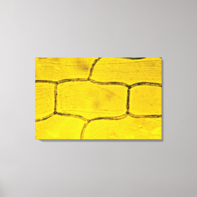 Zwiebelzellen-Pflanze Leinwanddruck (Vorderseite)