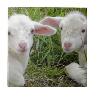 Zwilling Lamm Baby Tier Mit Denk An Dich Fliese