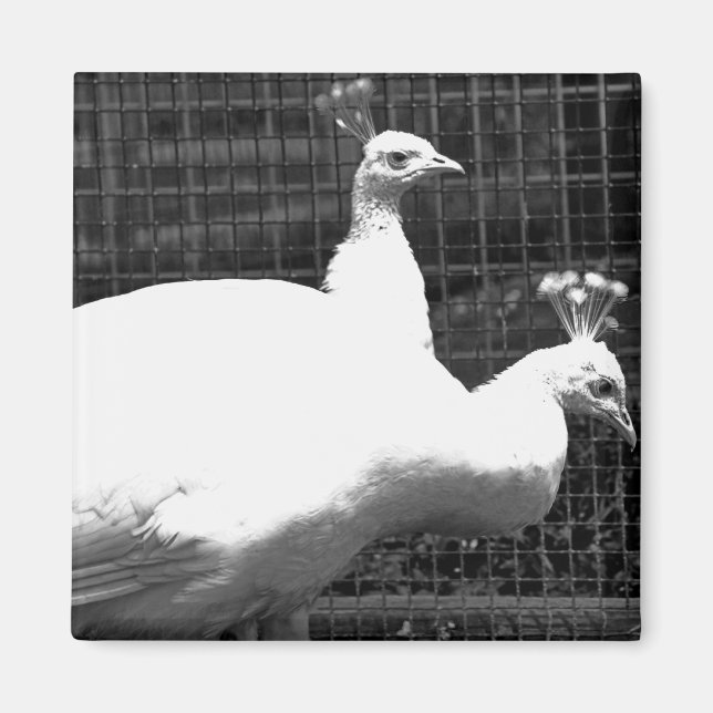 Zwillinge 8x8 magnet (Vorne)