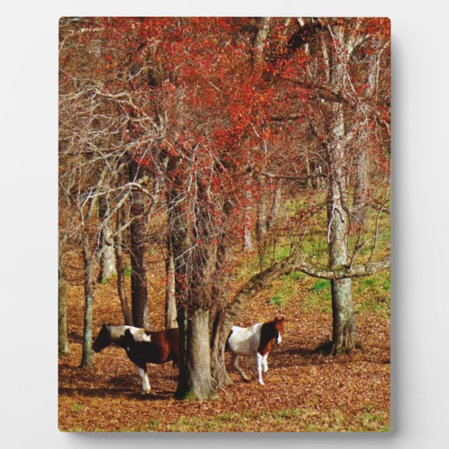 Zwillingspferde Fotoplatte (Vorderseite)