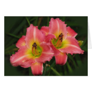 Zwillingspinken - Rosa Vogue-Taglilien