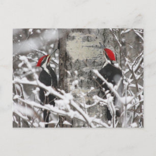 Zwillingsspecht - Postkarte