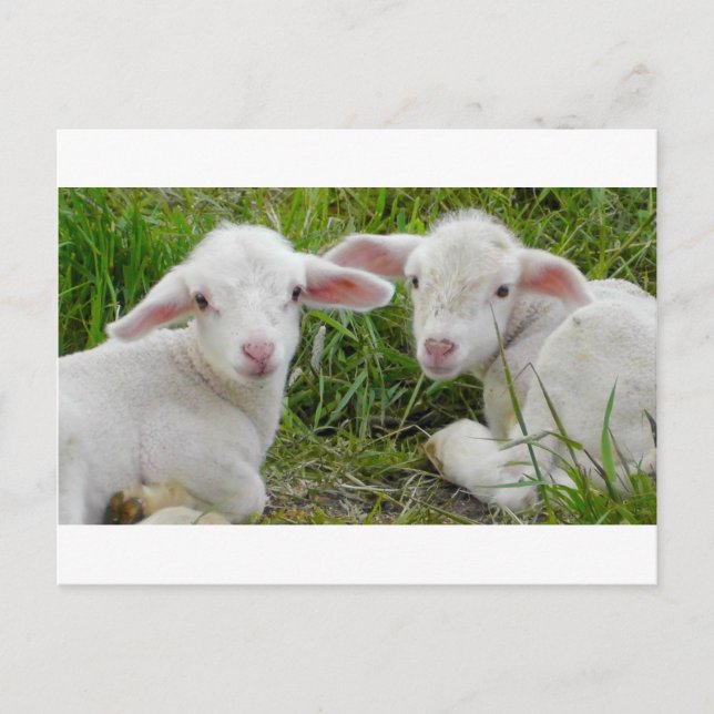 Zwillingstier des Lamms Postkarte (Vorderseite)