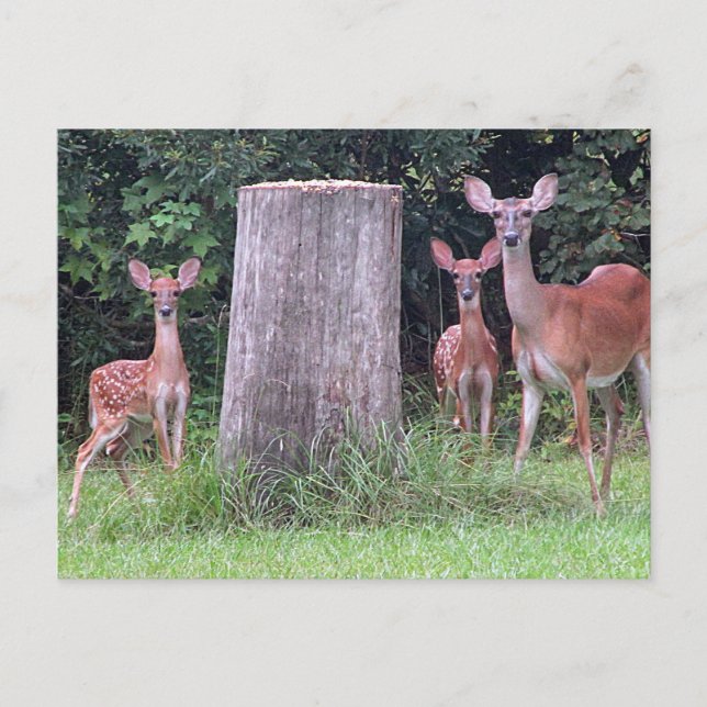 Zwin Fawns Postcard Postkarte (Vorderseite)