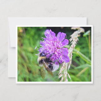 Zwischen Blüte & Brummen – Natur im Kleinformat Postkarte