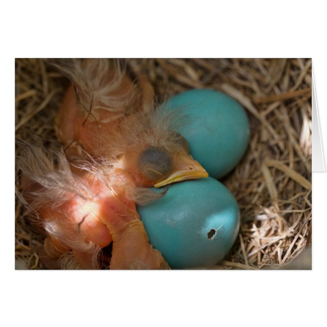 Zwischen Brüdern (Vorderseite (Horizontal))