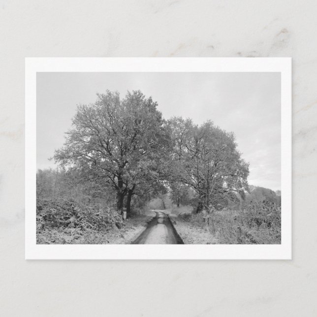 Zwischen den Eichen (Winter) Postkarte (Vorderseite)