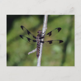 Zwölf Gepunktete Skimmer-Libelle-Postkarte Postkarte