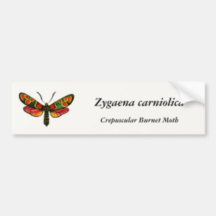 Zygaena carniolica - The Crepuscular Burnet Moth Autoaufkleber