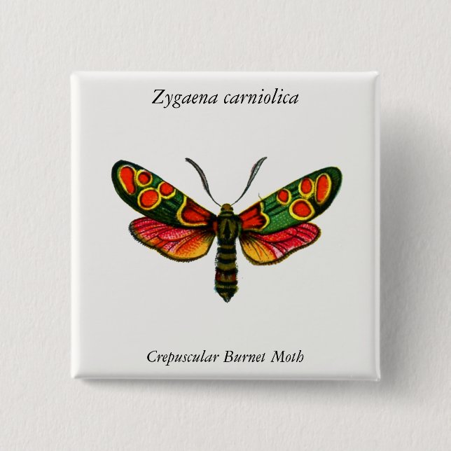 Zygaena carniolica - The Crepuscular Burnet Moth Button (Vorderseite)