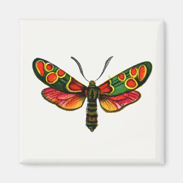 Zygaena carniolica - The Crepuscular Burnet Moth Magnet (Vorne)