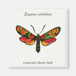 Zygaena carniolica - The Crepuscular Burnet Moth Magnet