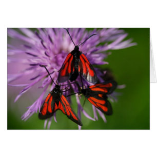 Zygaena puralis