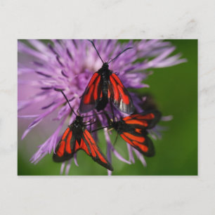 Zygaena puralis postkarte