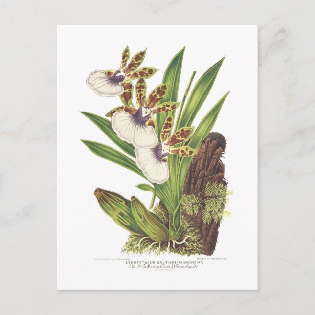 Zygopetalum gautieri postkarte (Vorderseite)