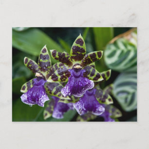 Zygopetalum Orchid Postkarte