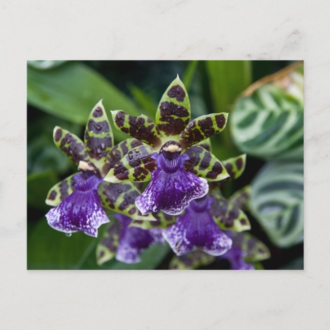 Zygopetalum Orchid Postkarte (Vorderseite)