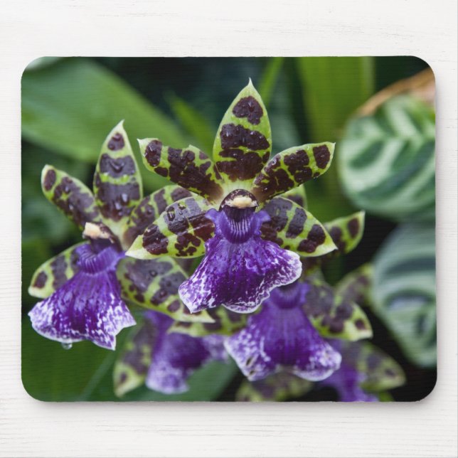 Zygopetalum Orchidee Mousepad (Vorne)