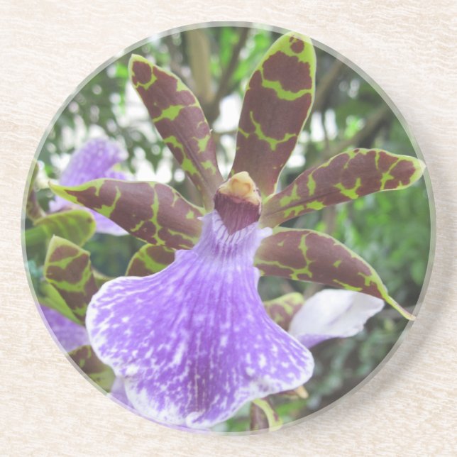 Zygopetalum Orchideen-Untersetzer Getränkeuntersetzer (Vorne)