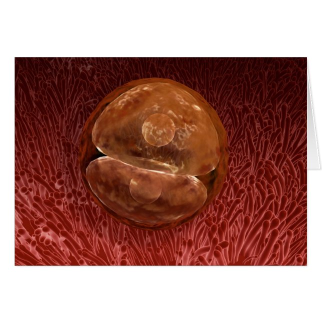 Zygote Entwicklung: 24-36 Stunden (Vorderseite (Horizontal))