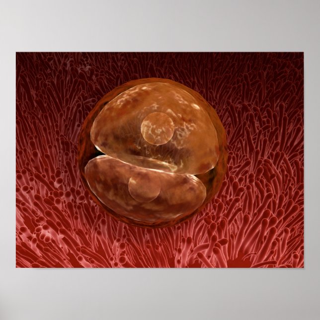 Zygote Entwicklung: 24-36 Stunden Poster (Vorne)