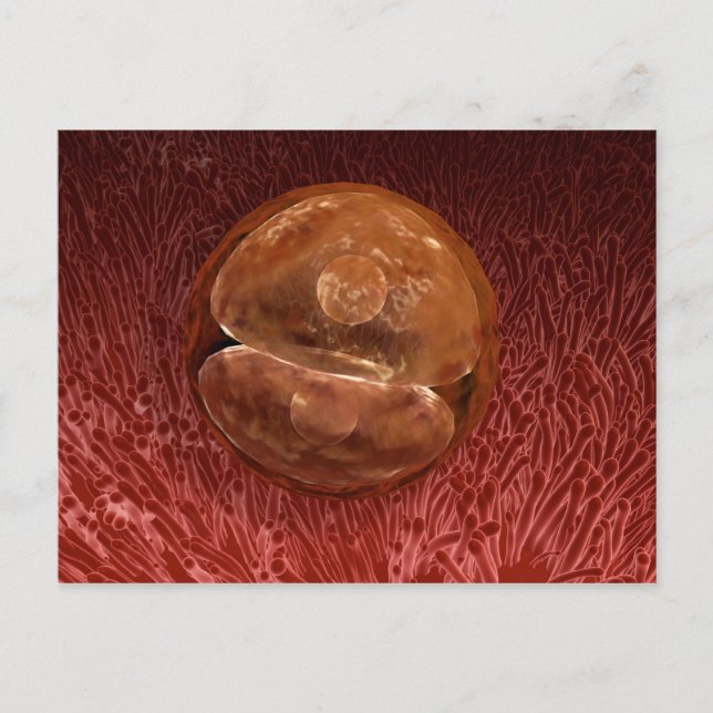 Zygote Entwicklung: 24-36 Stunden Postkarte (Vorderseite)