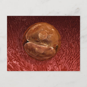 Zygote Entwicklung: 24-36 Stunden Postkarte