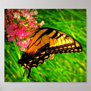 Zyklus des Lebens Poster