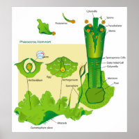 Zyklus einer Hornhaut-Pflanze Diagramm