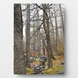 Zypern Natur Landschaft Troodos Wald braune Bäume Fotoplatte