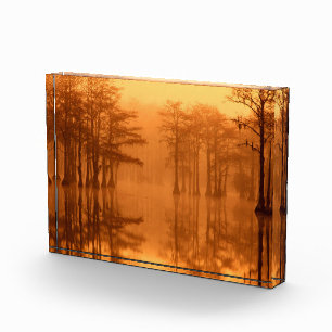 Zypressen George Smith State Park Fotoblock