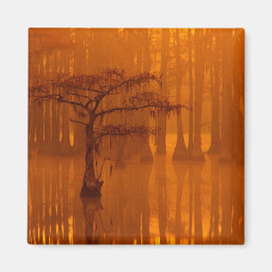 Zypressen George Smith State Park Magnet