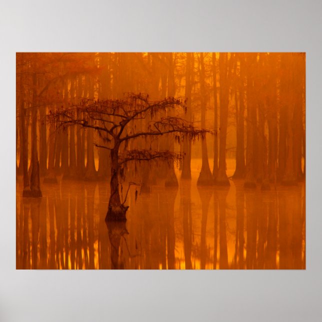 Zypressen | George Smith State Park Poster (Vorne)