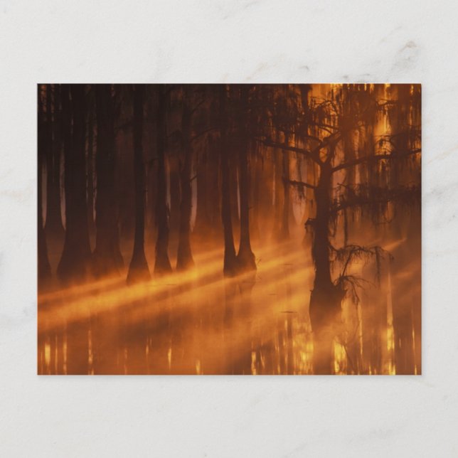 Zypressen | George Smith State Park Postkarte (Vorderseite)