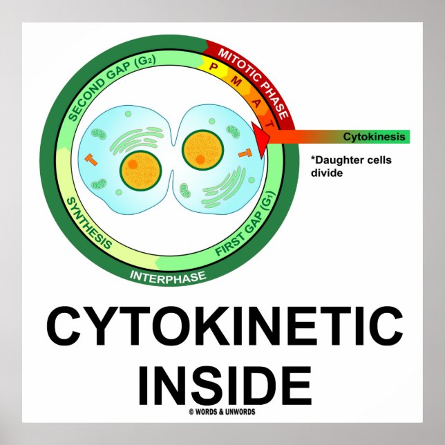 Zytokinetisches Inside (Zytoplasmabteilung Mitose) Poster (Vorne)